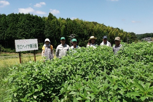 農事組合法人 伊賀町モロヘイヤ生産組合